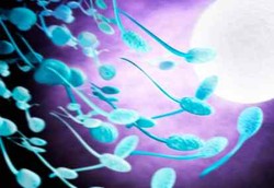 Sperma Sehat Jadi Rusak Gara-gara Protein 