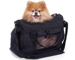 Tips Membawa Hewan Peliharaan di Pesawat