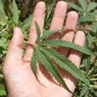 Wajib Lapor, Pecandu Narkotika Akan Diberi ID Khusus