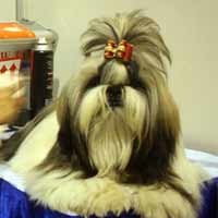 Anjing Lokal Bersaing dalam International Dog Contest