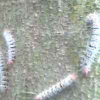 Ulat Bulu Sebesar Jari Serang Warga Pasuruan