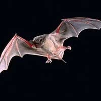 Sidak Sekolah Sarang Kelelawar, Anggota Dewan Muntah-muntah