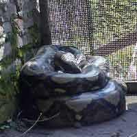 Ular Phyton Sepaha Orang Dewasa Ditangkap Warga Gempol