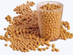 Kedelai Picu Kemandulan Pria