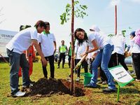 Menanam Trembesi Mencintai Bumi