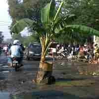 Jalan di Gresik Rusak Parah, Warga Tanam Pohon Pisang