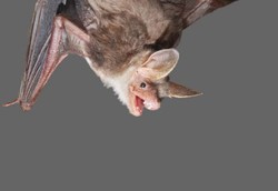 Ludah Kelelawar Penghisap Darah Bisa Mengatasi Stroke