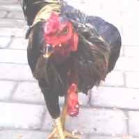 Dua Kali Disembelih, Ayam Jago Malah Lahap Makan Jagung