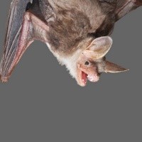 Ludah Kelelawar Bisa Mengatasi Stroke