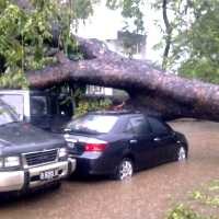 Pohon Kapuk Tumbang & Timpa Warung di Jalan Kramat Jati