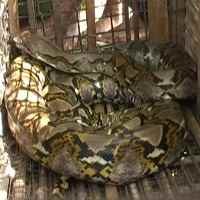 Dianggap Jelmaan Putri, Warga Lamongan Temukan Ular Sanca