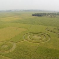 Petani: Crop Circle Cikarang Dibuat Selama 3 Hari