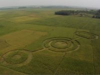 Crop Circle di Cikarang