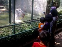 Pengunjung Bonbin Bandung Melonjak