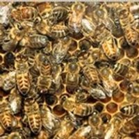 Waduh, Lebah Hampir Hancurkan Sebuah Mobil