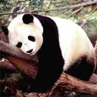 Ming Ming, Panda Tertua di Dunia Tutup Usia