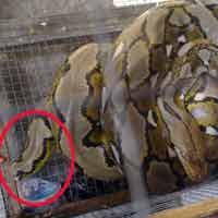 Phyton Berekor Buntung Gegerkan Warga