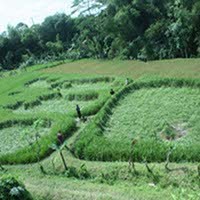 Crop Circle Muncul Lagi di Sleman