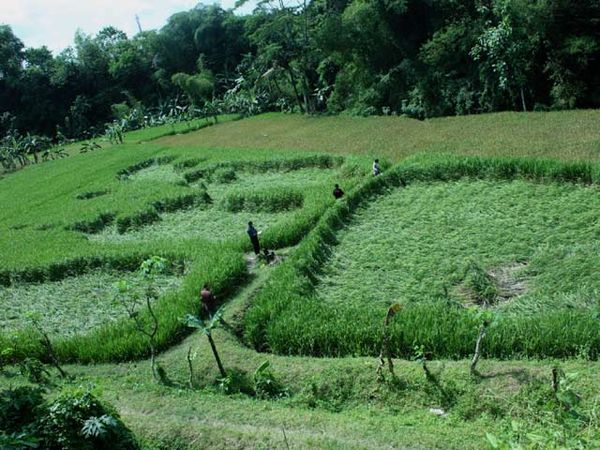 Crop Circle Muncul Lagi di Sleman
