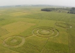 Crop Circle Cikarang untuk Iklan Keripik Kentang