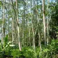 Inpres Moratorium Hutan Alam dan Gambut Resmi Berlaku 2 Tahun