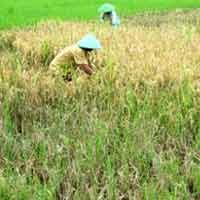 75 Hektar Padi di Lumajang Terserang Hama Wereng