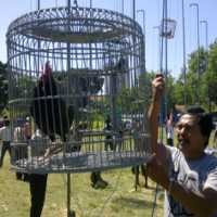 Kicau Ayam Bekisar Bersahutan Memperingati HUT ke 65 Bhayangkara