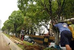 Tebang Ratusan Pohon, Jakarta Menuju Kota Kematian