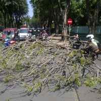 Tak Ada Hujan Angin, Pohon Sono Roboh di Jalan Bengawan