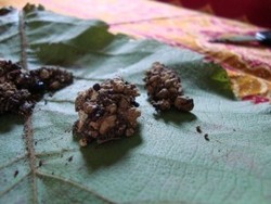 Nggih Nate Wonten Ingkang Tilar