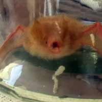 Heboh! Kelelawar Diduga Hewan Pesugihan Ditangkap Warga