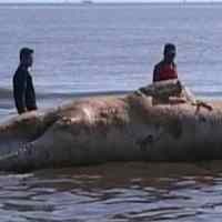 Bangkai Paus Ditemukan Membusuk di Laut Situbondo