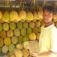 Pilih-pilih Durian Enak di Pasar Widodaren