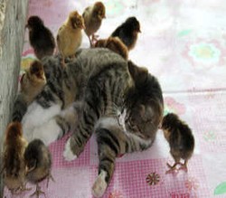 Ketika Kucing Mengadopsi Anak Ayam