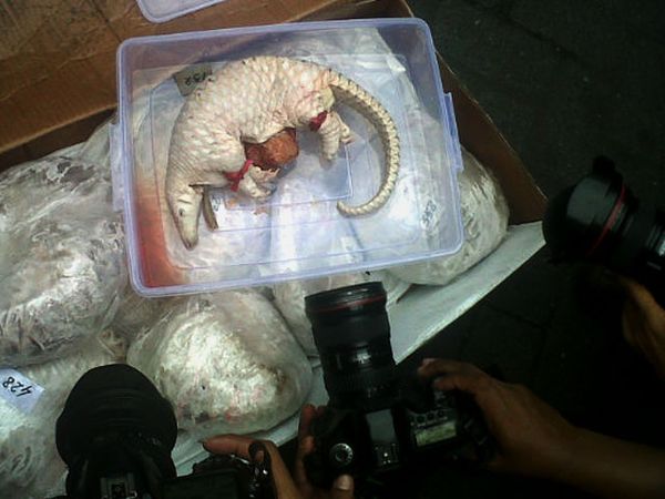 Penyelundupan Daging Trenggiling Digagalkan Penyelundupan Daging Trenggiling Digagalkan