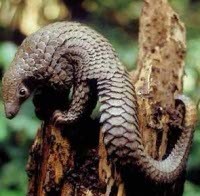 Laris di Asia, Daging Trenggiling Dihargai US$ 210/Kg