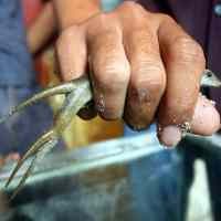 Kadal Berekor Tiga Gegerkan Warga Tenggilis