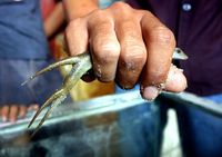 Kadal Berekor Tiga Gegerkan Warga