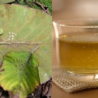 Teh Daun Jati Berkhasiat Turunkan Berat Badan