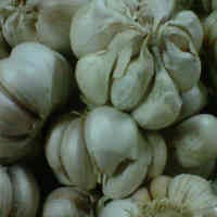 Bawang Putih Lokal Masih Diminati di Pasaran