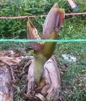 Buah Pisang Tumbuh dalam Jantung, di Atas Batang yang Ditebang