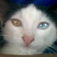 Kucing Milik Warga Pasuruan Ini Bermata Aneh