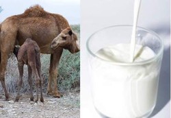 Susu Unta Punya Manfaat Besar