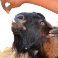 Beken, Si Kambing yang Suka Makan Rokok