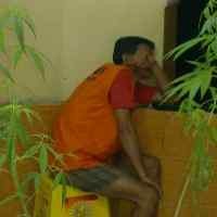 Juragan Kos Dibekuk Simpan Ganja Kering dan Pohonnya