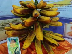 Tongka Langit, Pisang yang Menatap Langit