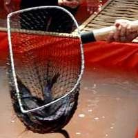 Wow! Swiss Doyan Lele Asal RI, Seekor Dihargai Rp 65 Ribu