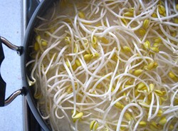 Tauge Cegah Rambut Rontok