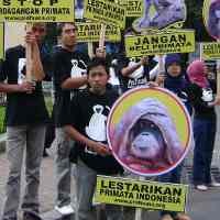 Minat Konsumtif Satwa Primata Tinggi, ProFauna Turun ke Jalan