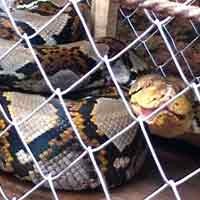 Sanca Pemakan Ayam Warga Ditangkap